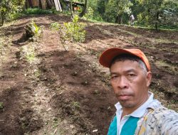 Program KETAPANG Tahun 2025, Desa Suluan Kembangkan Tanaman Cabai