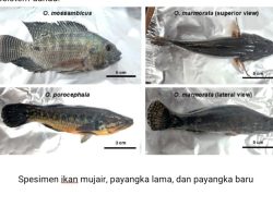 Sering Dikonsumsi Warga, Peneliti Unima Sebut Ikan Danau Tondano Terkontaminasi Mikroplastik